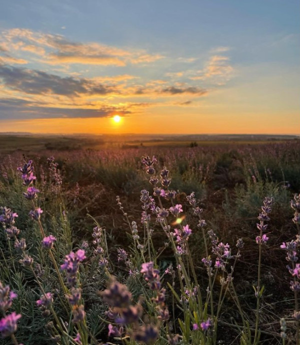Лавандові пагорби