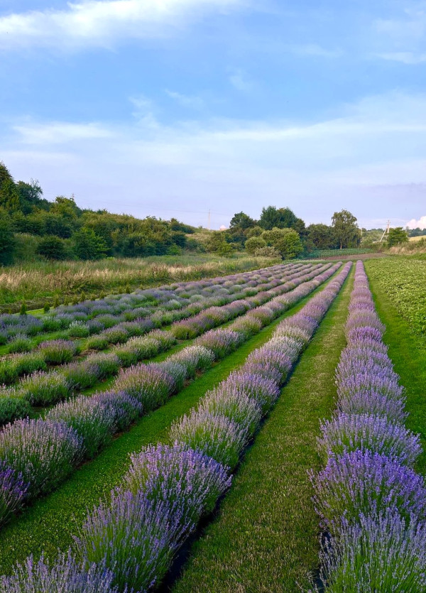 Lavender Place | lviv.travel