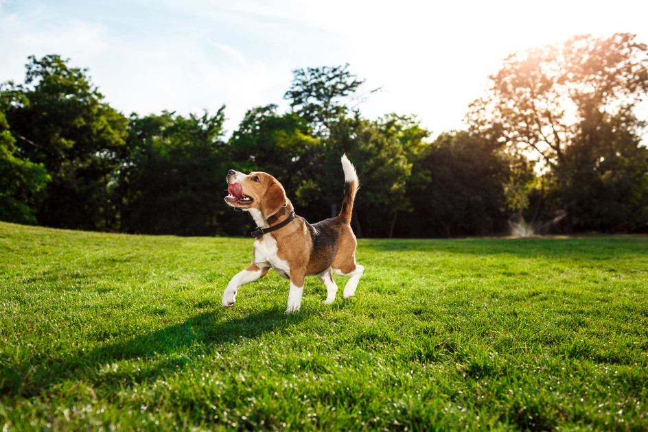 Pets festival in Lviv | lviv.travel